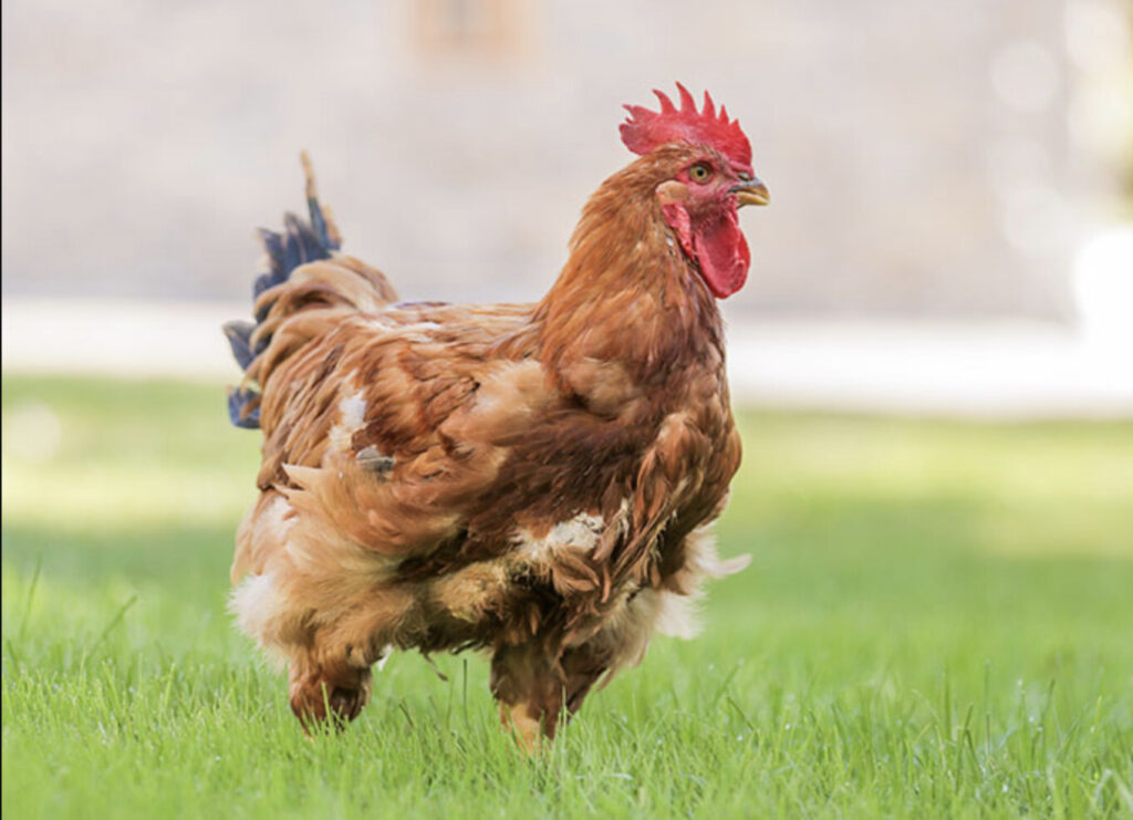 Red Broiler Orlando Poultry