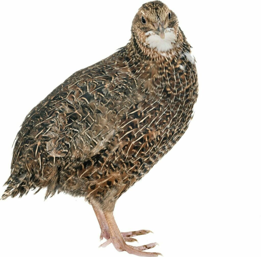 Quail Orlando Poultry